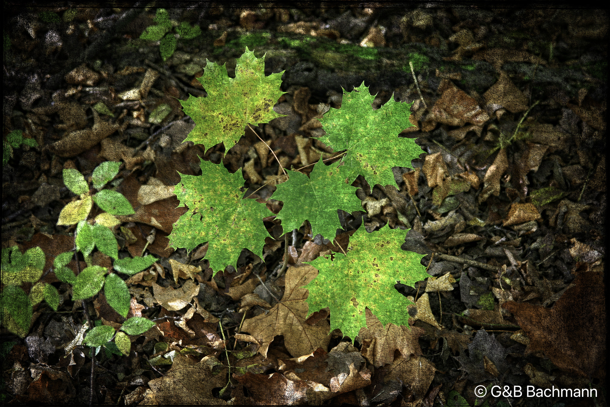 202012_Leaves.jpg