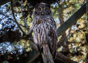 202006_Tawny-Owl.jpg