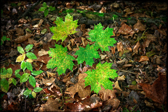 202012_Leaves.jpg