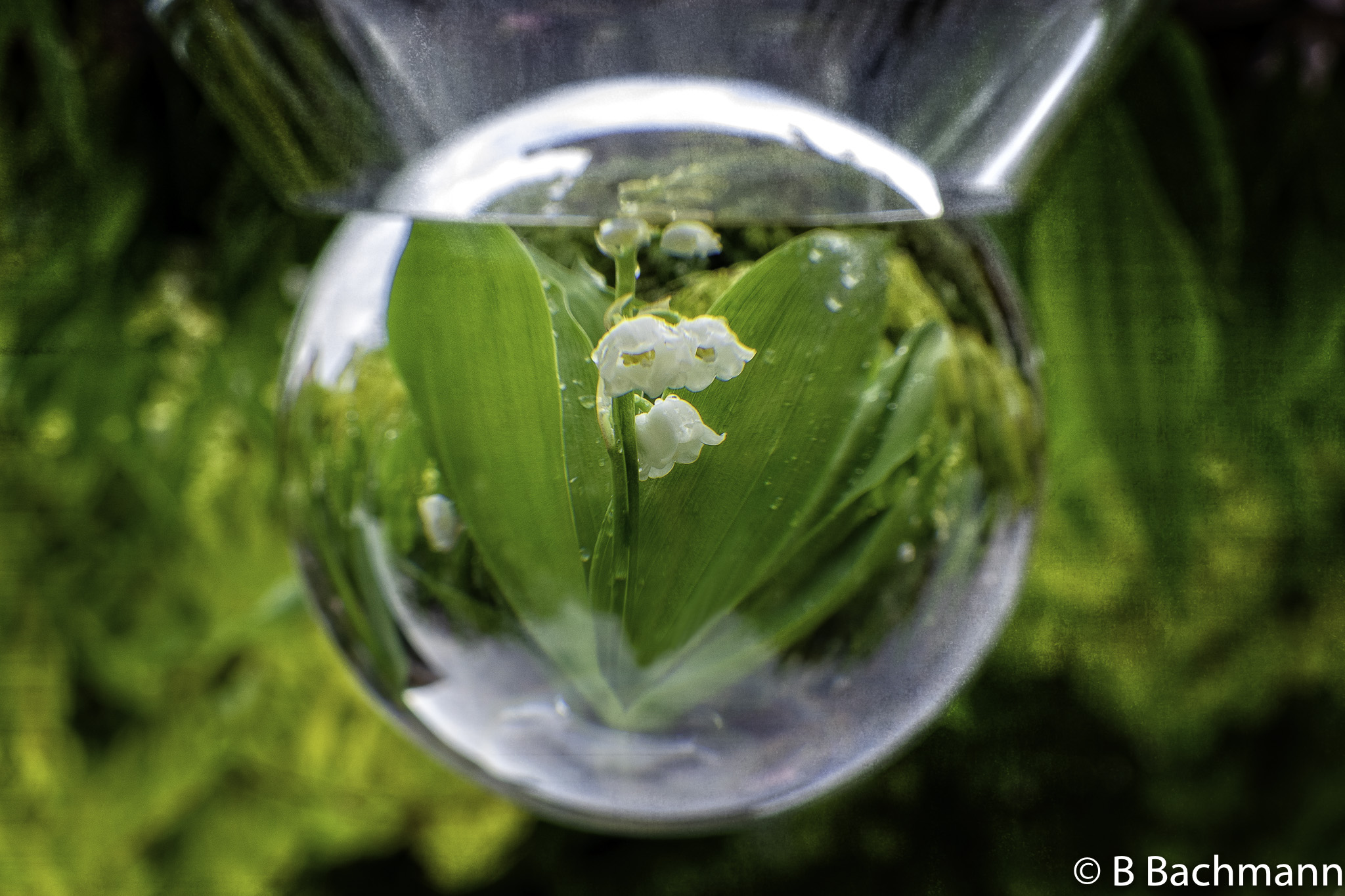 202105_Muguet.jpg