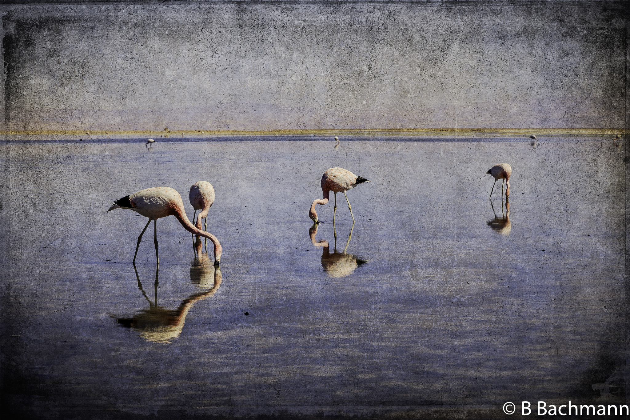 202107_Flamingo_Atacama_Chile.jpg