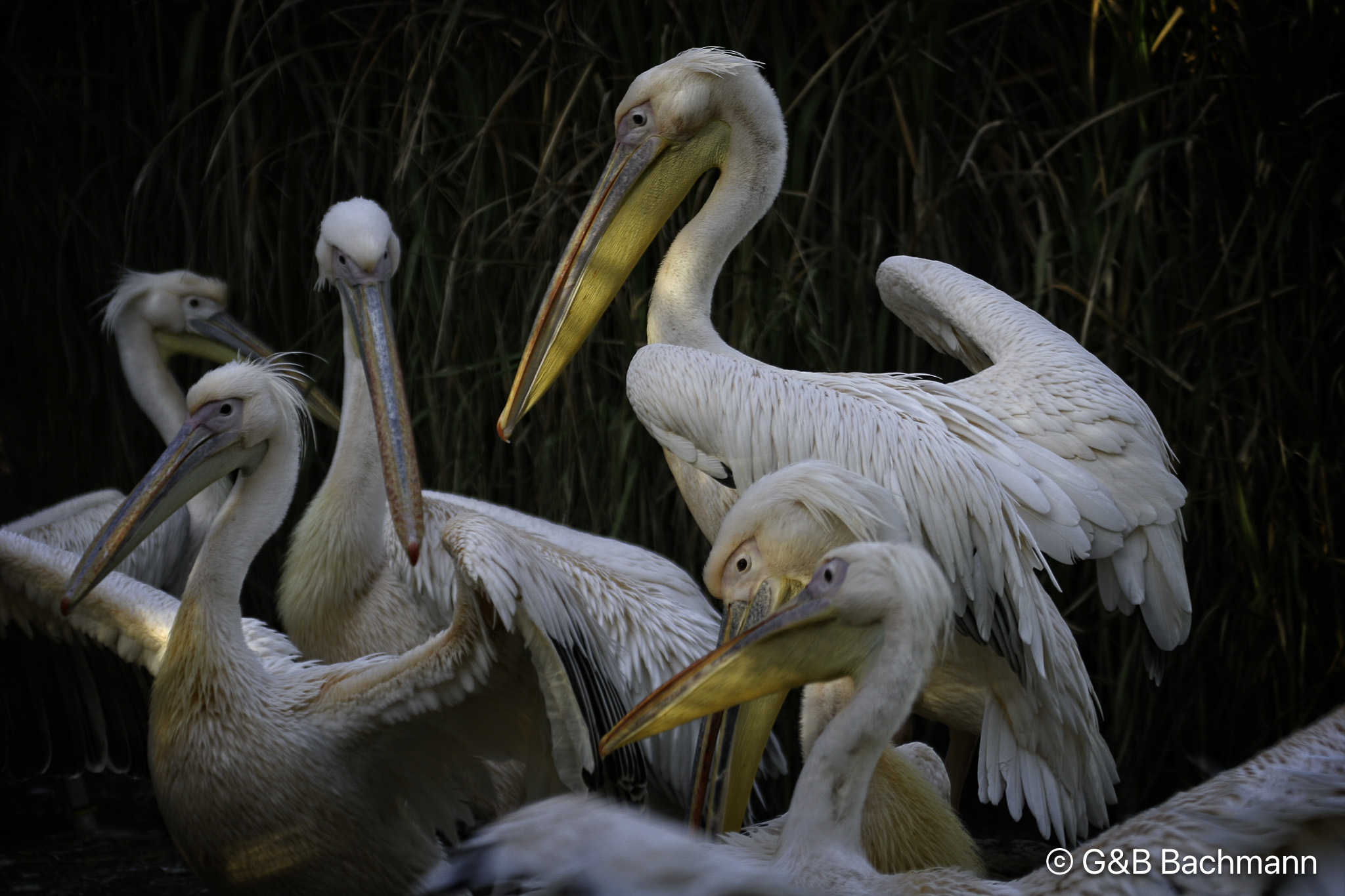202110_Pelican.jpg