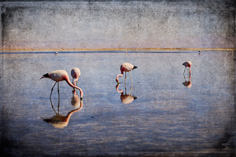202107_Flamingo_Atacama_Chile.jpg