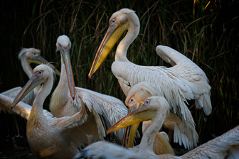 202110_Pelican.jpg
