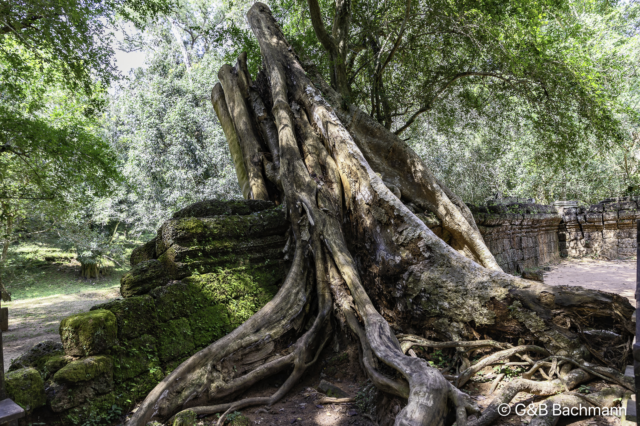 202209_Ta-Prohm_Temple.jpg