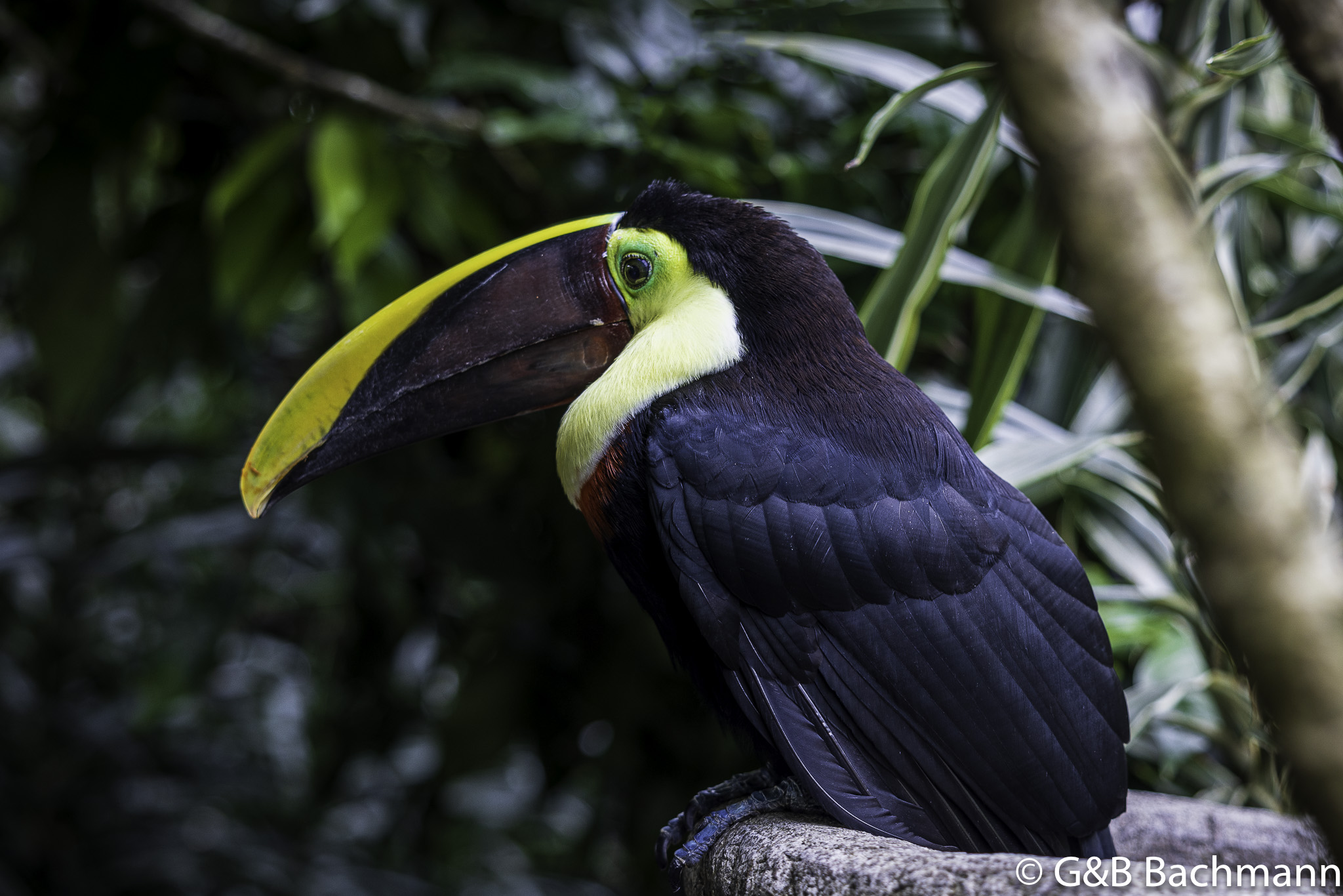 202305_Toucan.jpg