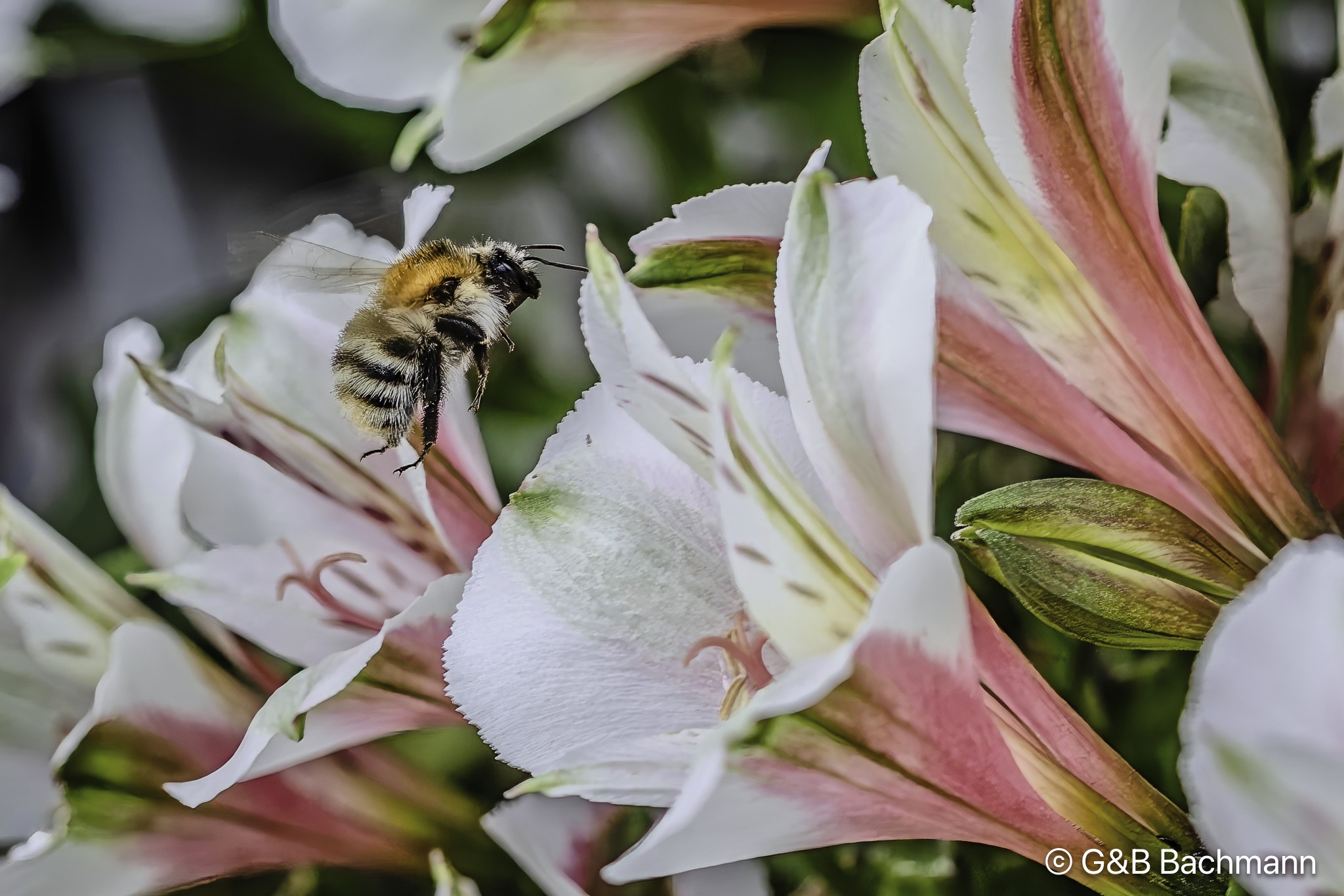 202405_Bee.jpg