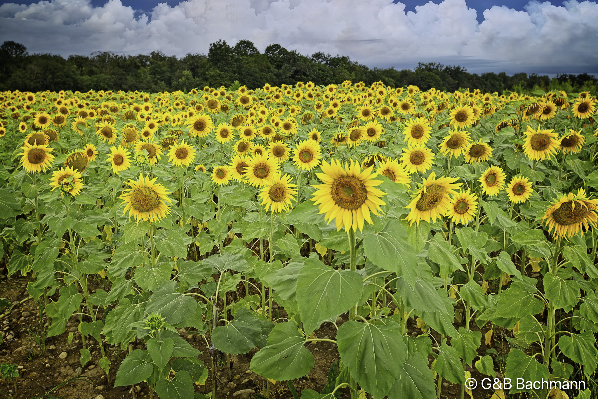 202408_Tournesol.jpg
