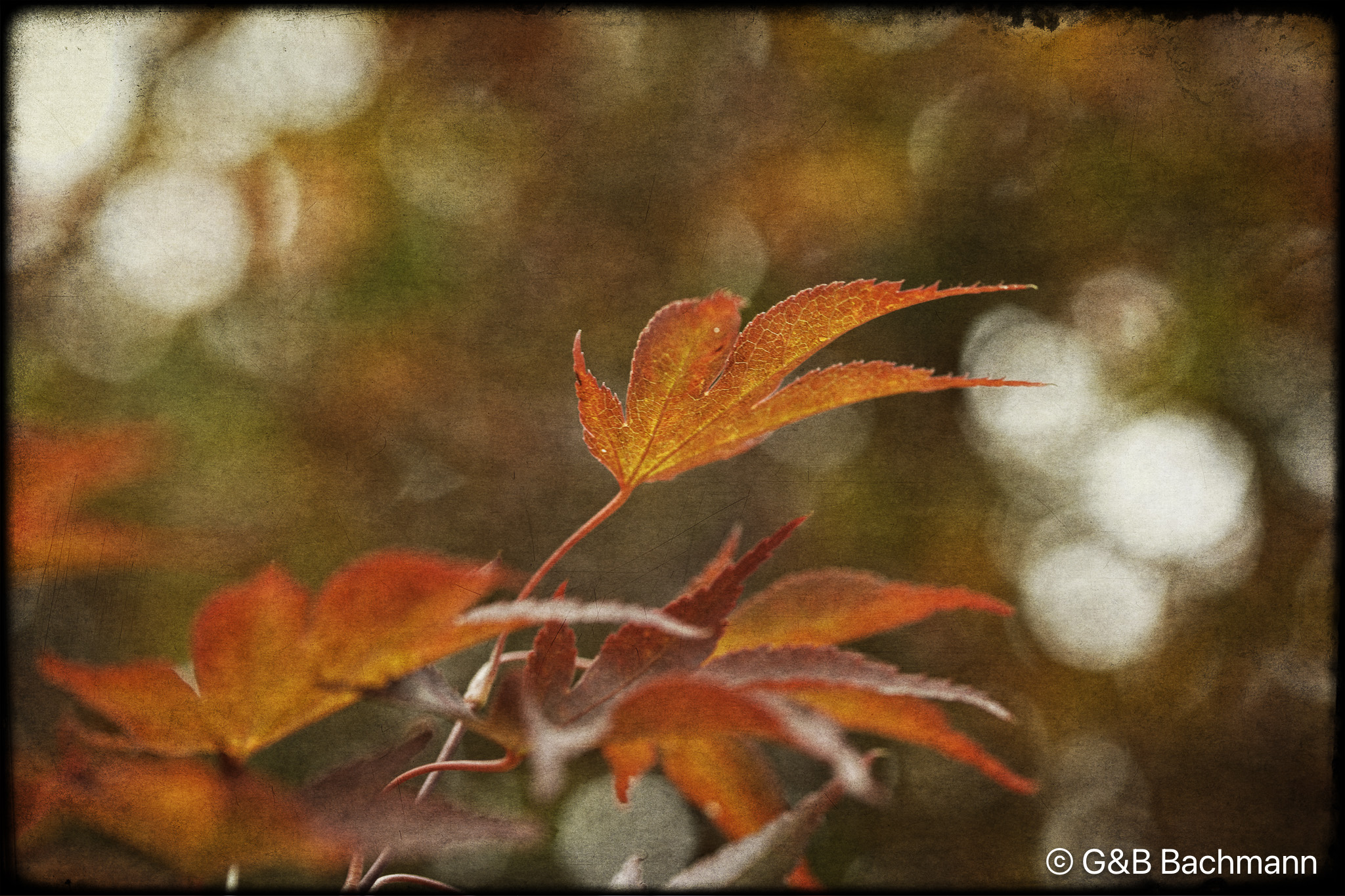 202411_Autumn.jpg