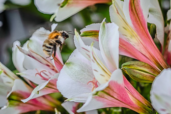 202405_Bee.jpg