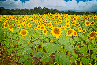 202408_Tournesol.jpg
