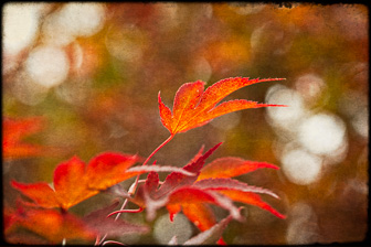 202411_Autumn.jpg