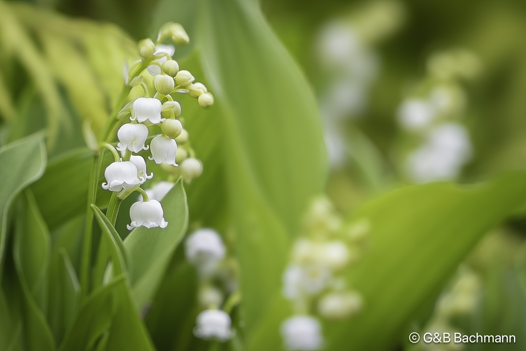 202505_Muguet.jpg