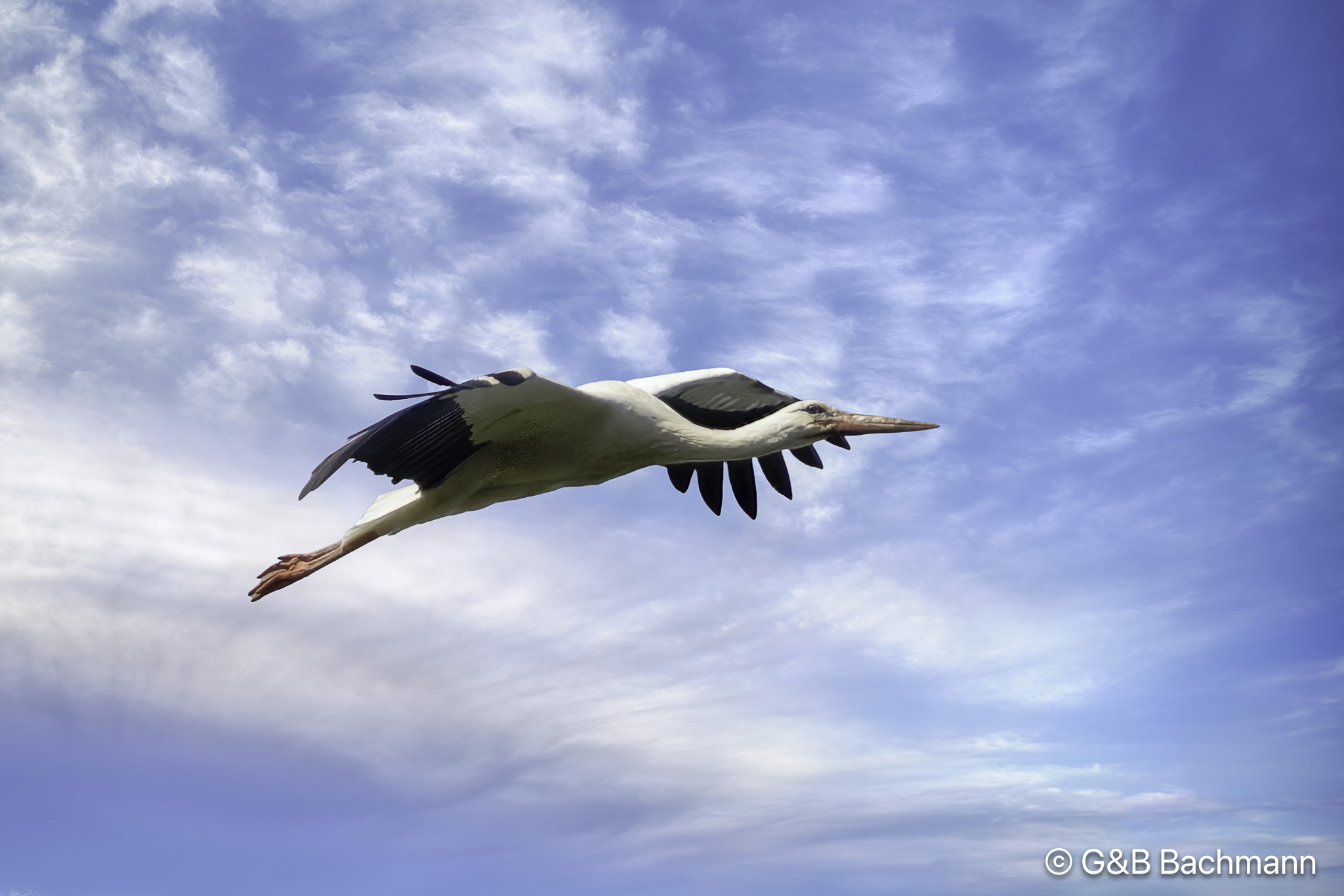 202506_Cigogne.jpg