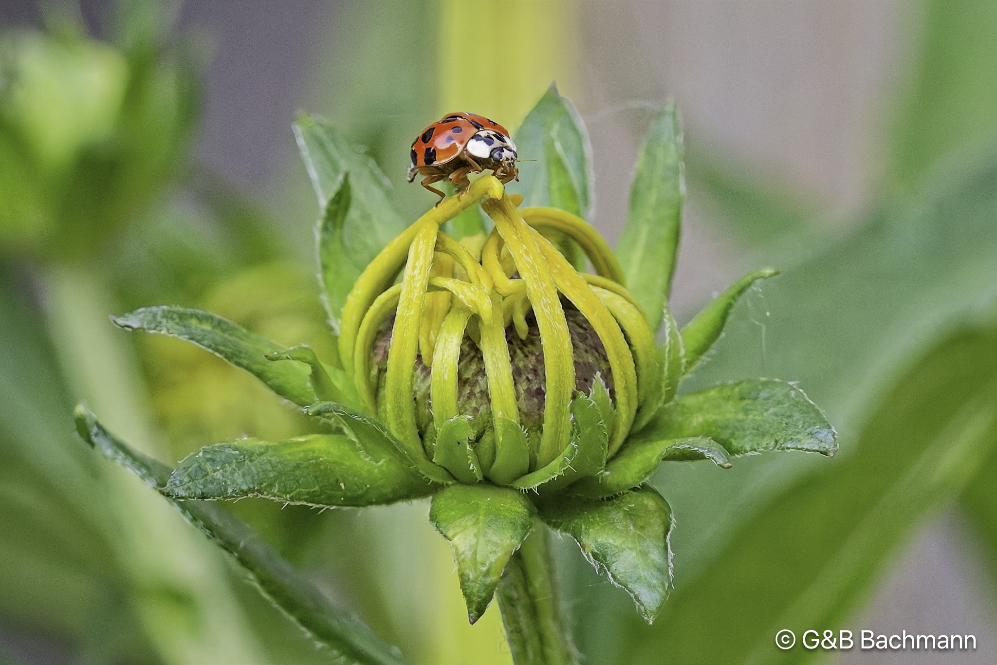 202507_Coccinelle.jpg