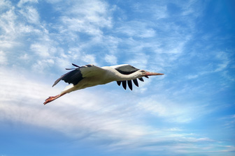 202506_Cigogne.jpg