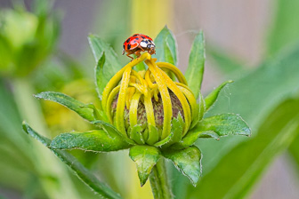 202507_Coccinelle.jpg