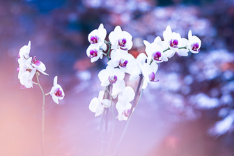 202605_Orchids.jpg