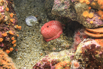 Aquarium-Monterey_0018.jpg