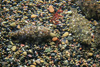 Aquarium-Monterey_0023.jpg