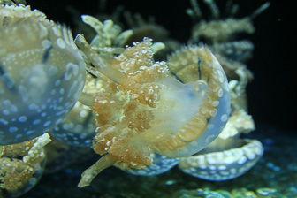 Jellyfish_0036.jpg