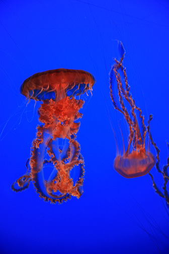 Jellyfish_0071.jpg