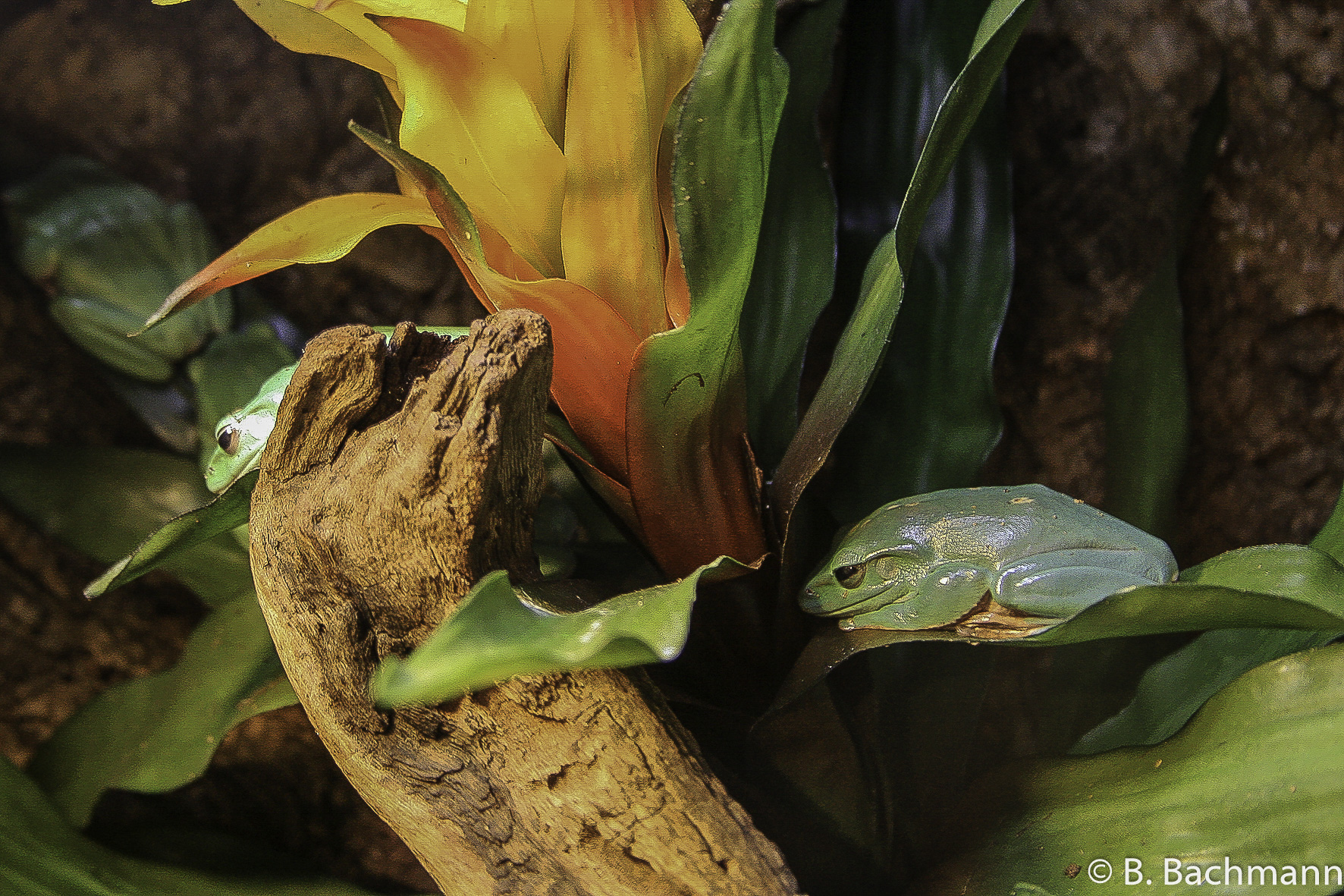 Aquarium-Monterey_0002.jpg