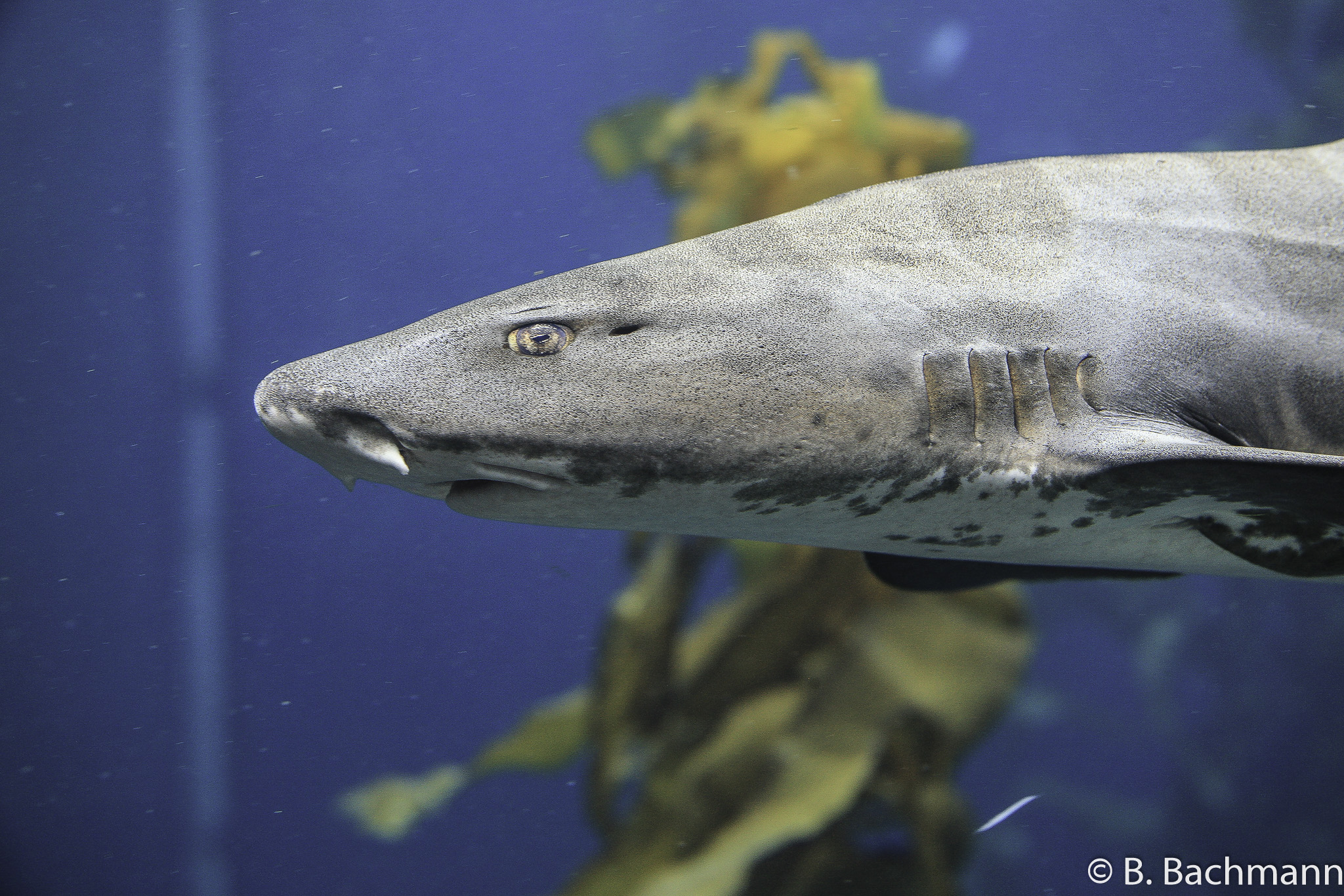 Aquarium-Monterey_0005.jpg
