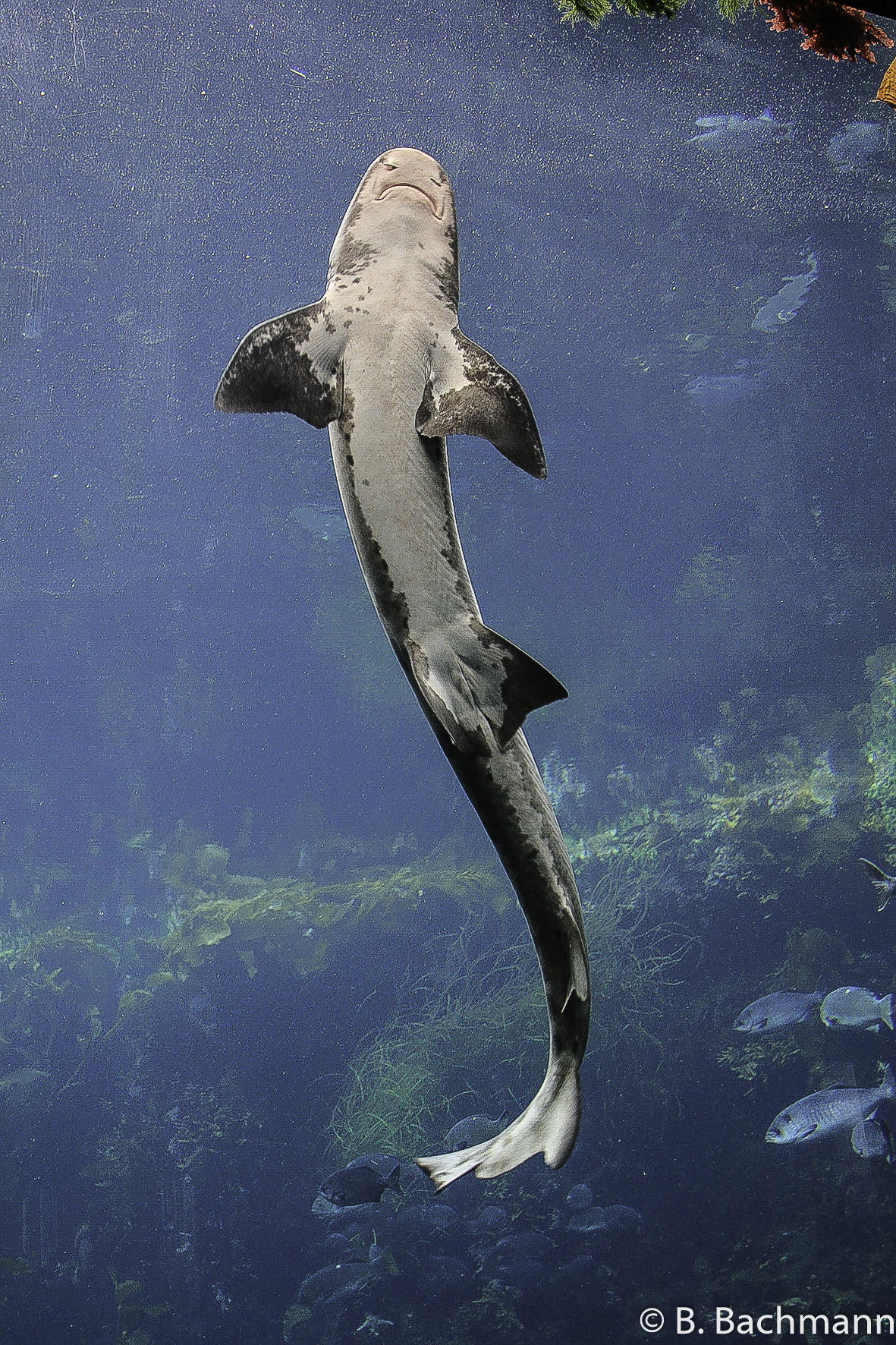Aquarium-Monterey_0006.jpg