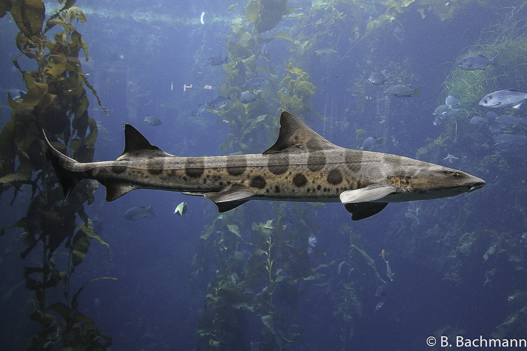 Aquarium-Monterey_0007.jpg