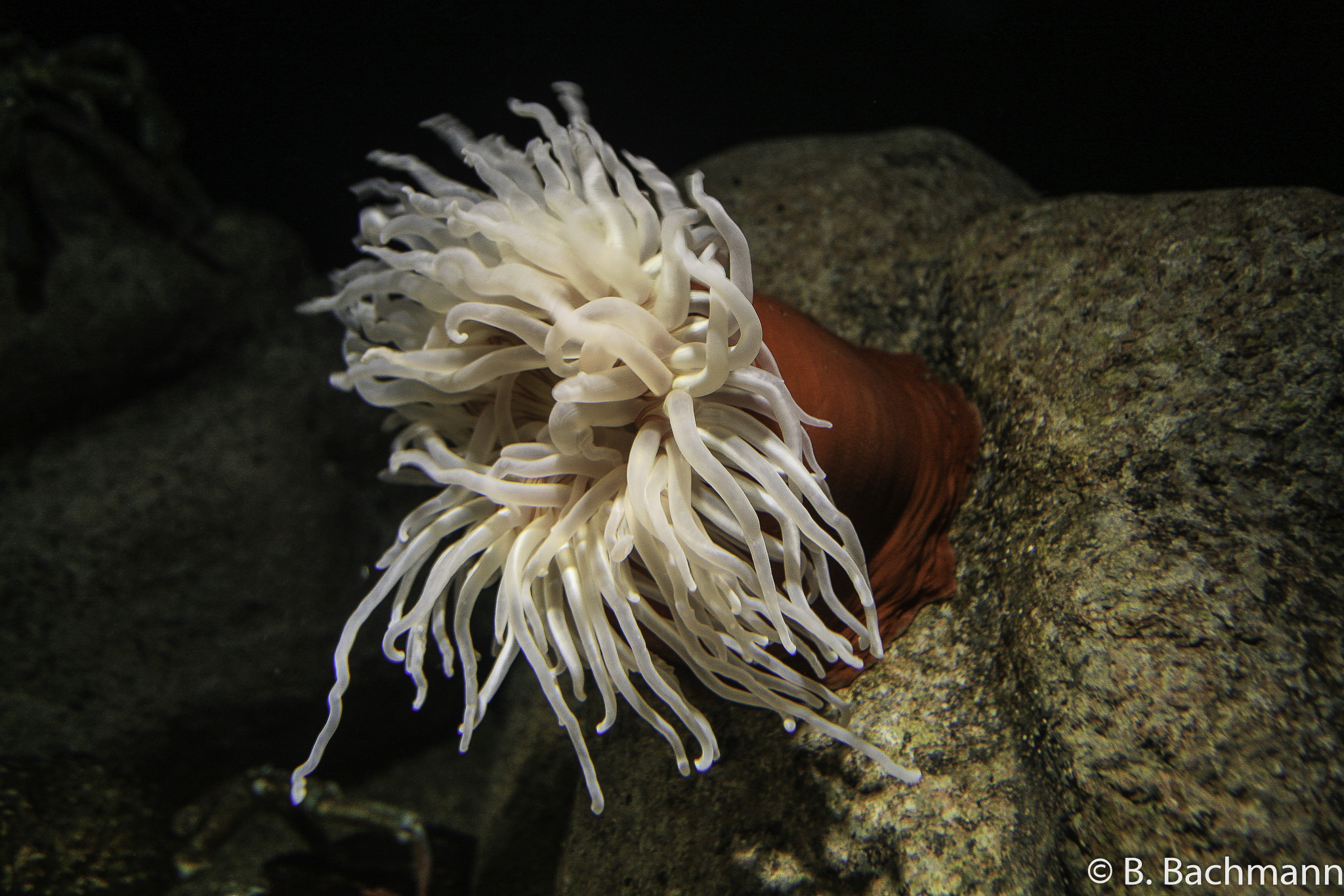 Aquarium-Monterey_0010.jpg