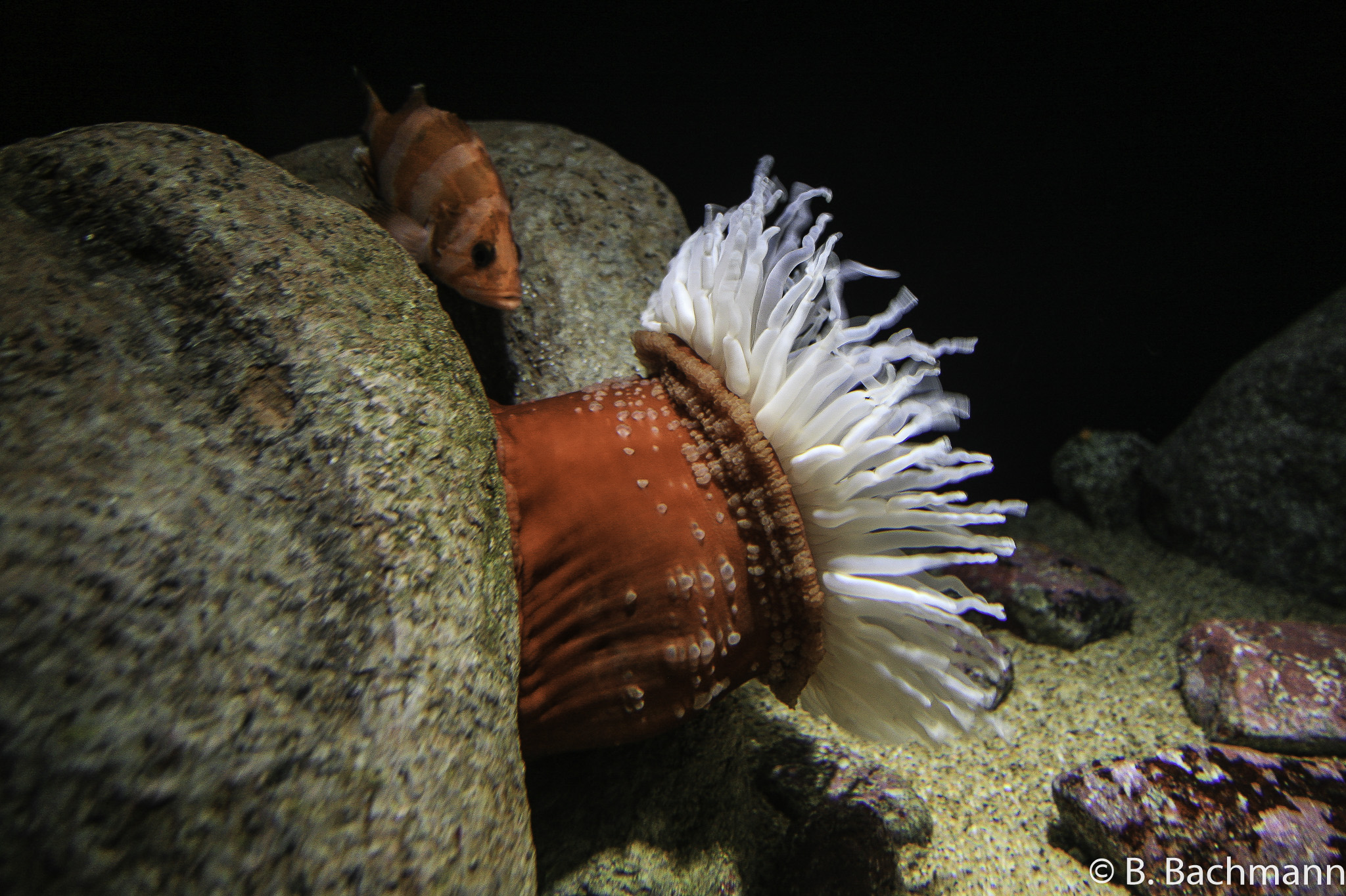 Aquarium-Monterey_0011.jpg