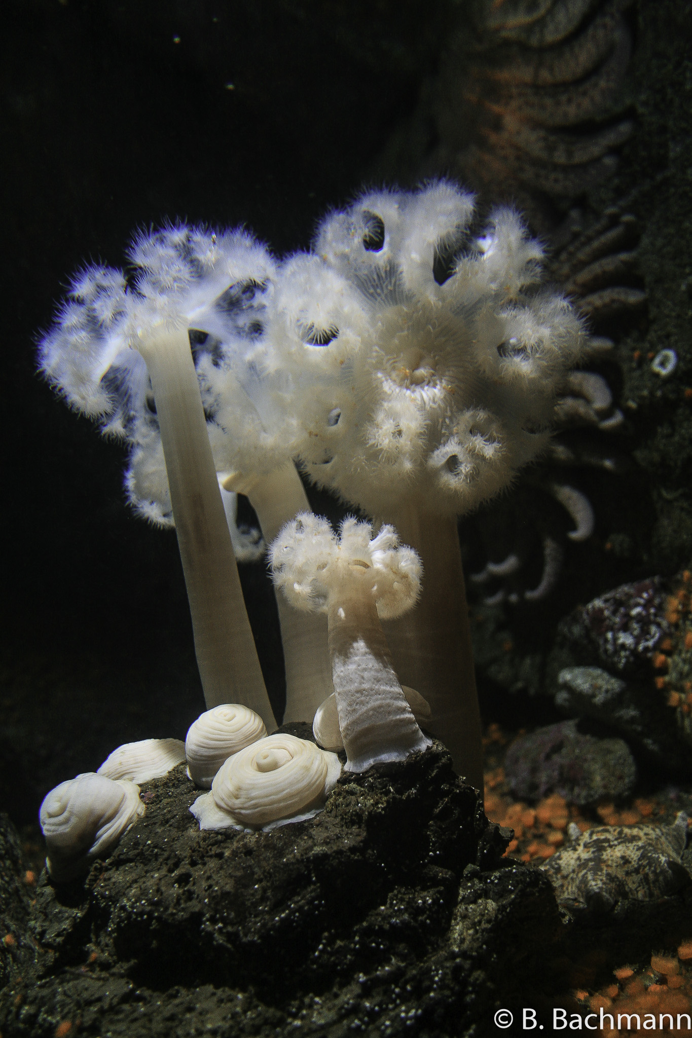 Aquarium-Monterey_0012.jpg