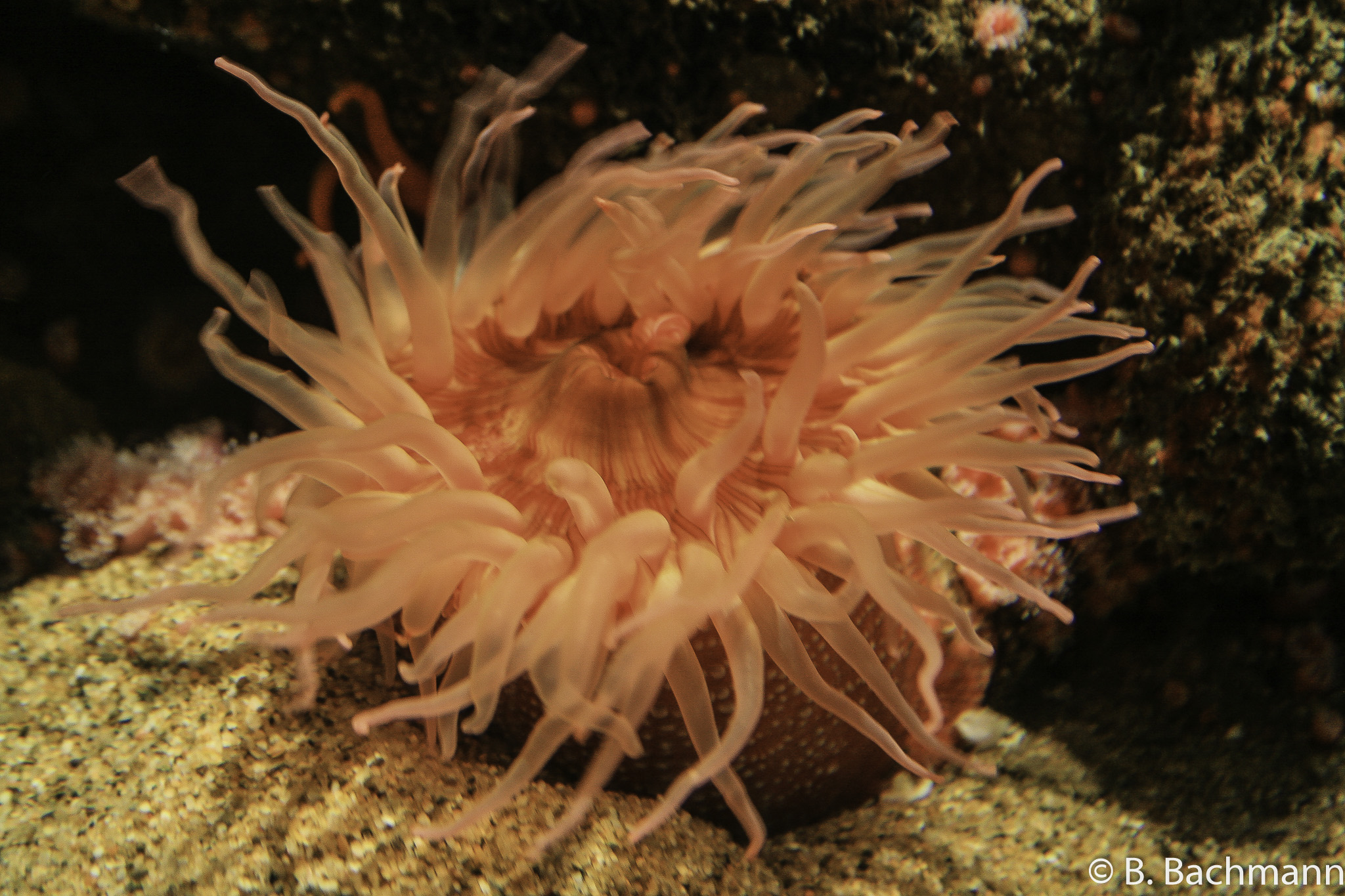 Aquarium-Monterey_0013.jpg