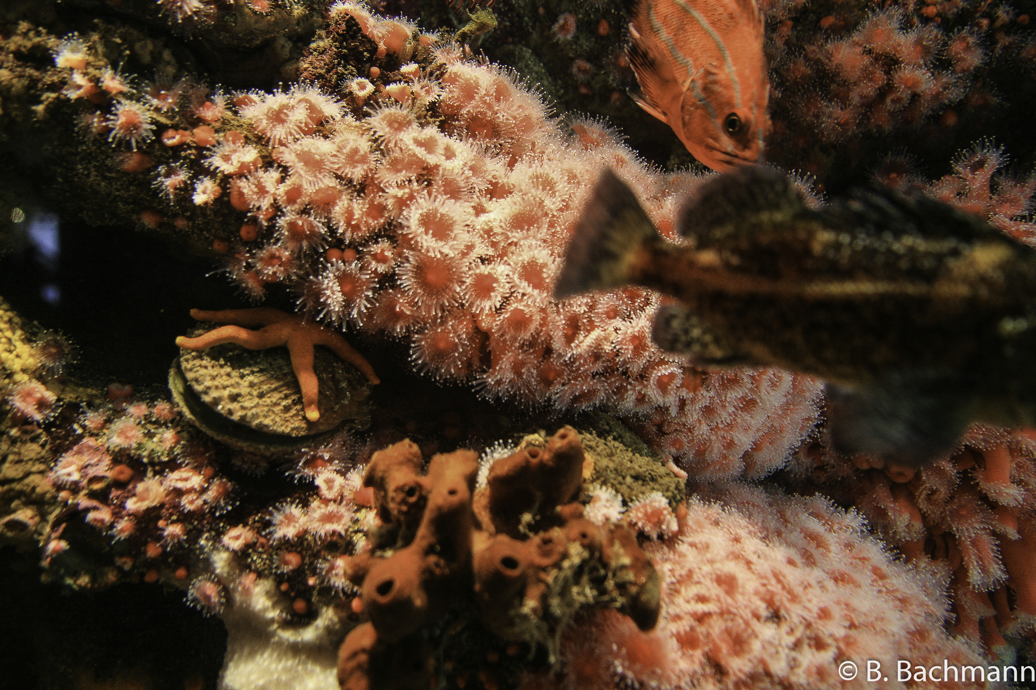 Aquarium-Monterey_0015.jpg