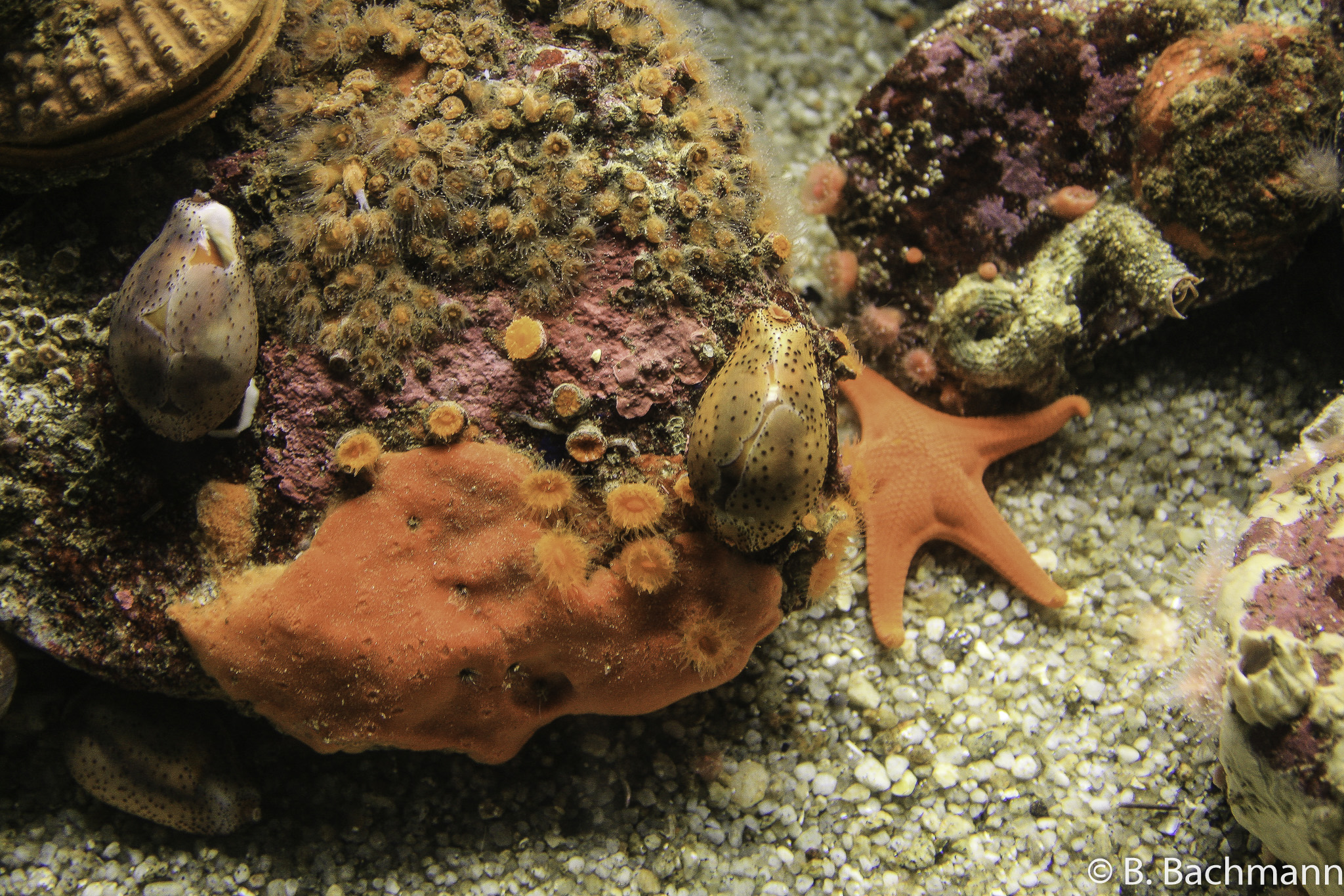Aquarium-Monterey_0017.jpg