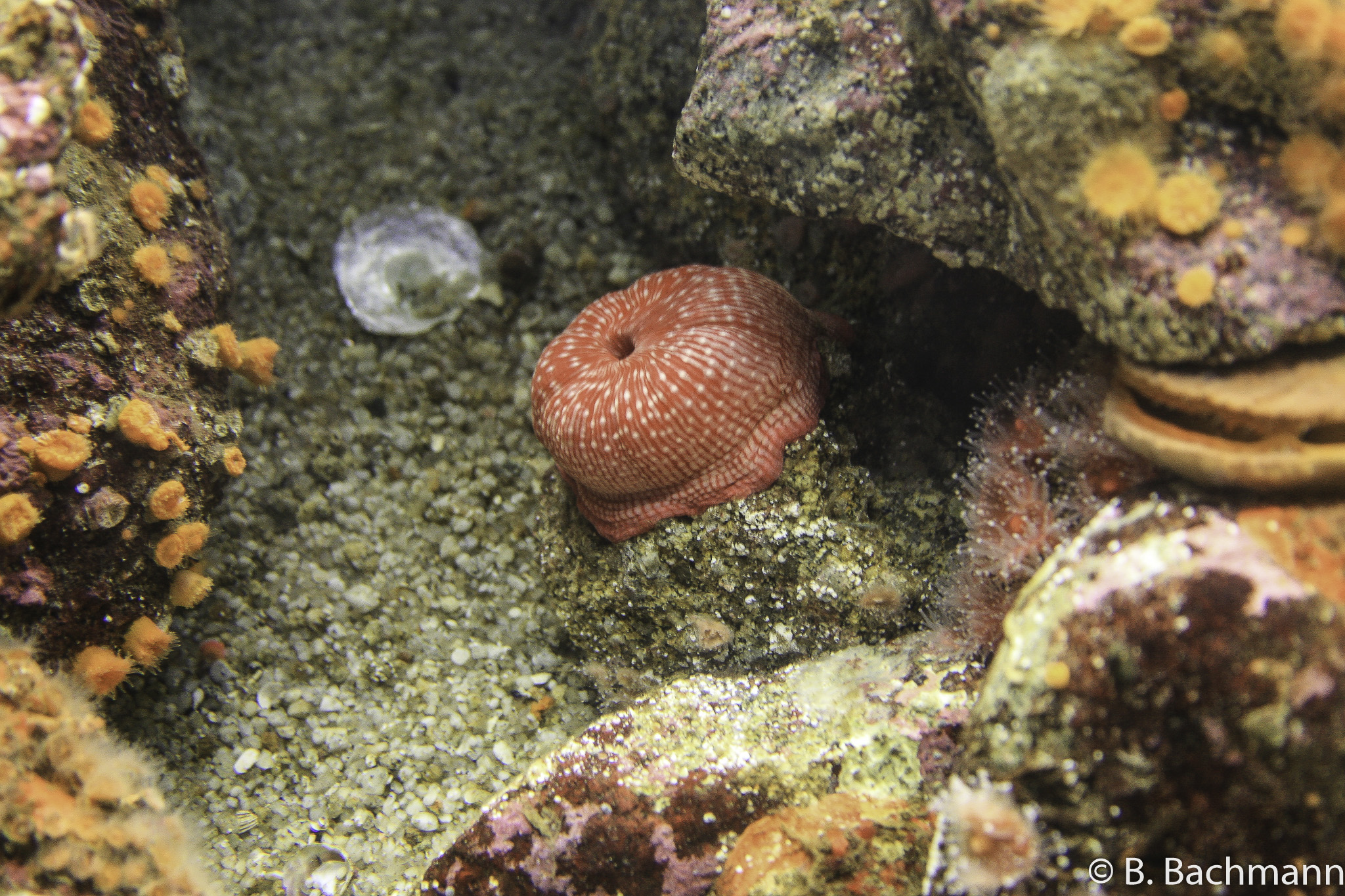 Aquarium-Monterey_0018.jpg