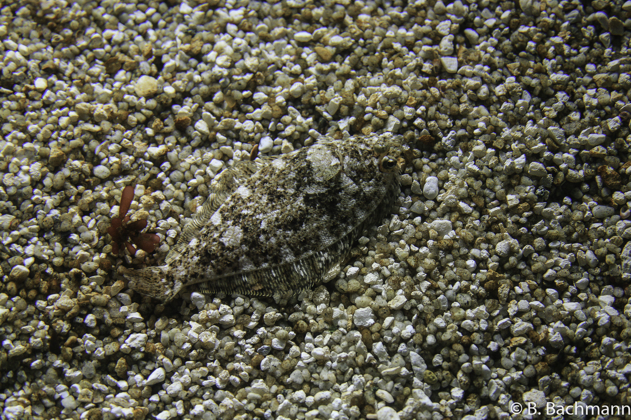 Aquarium-Monterey_0022.jpg