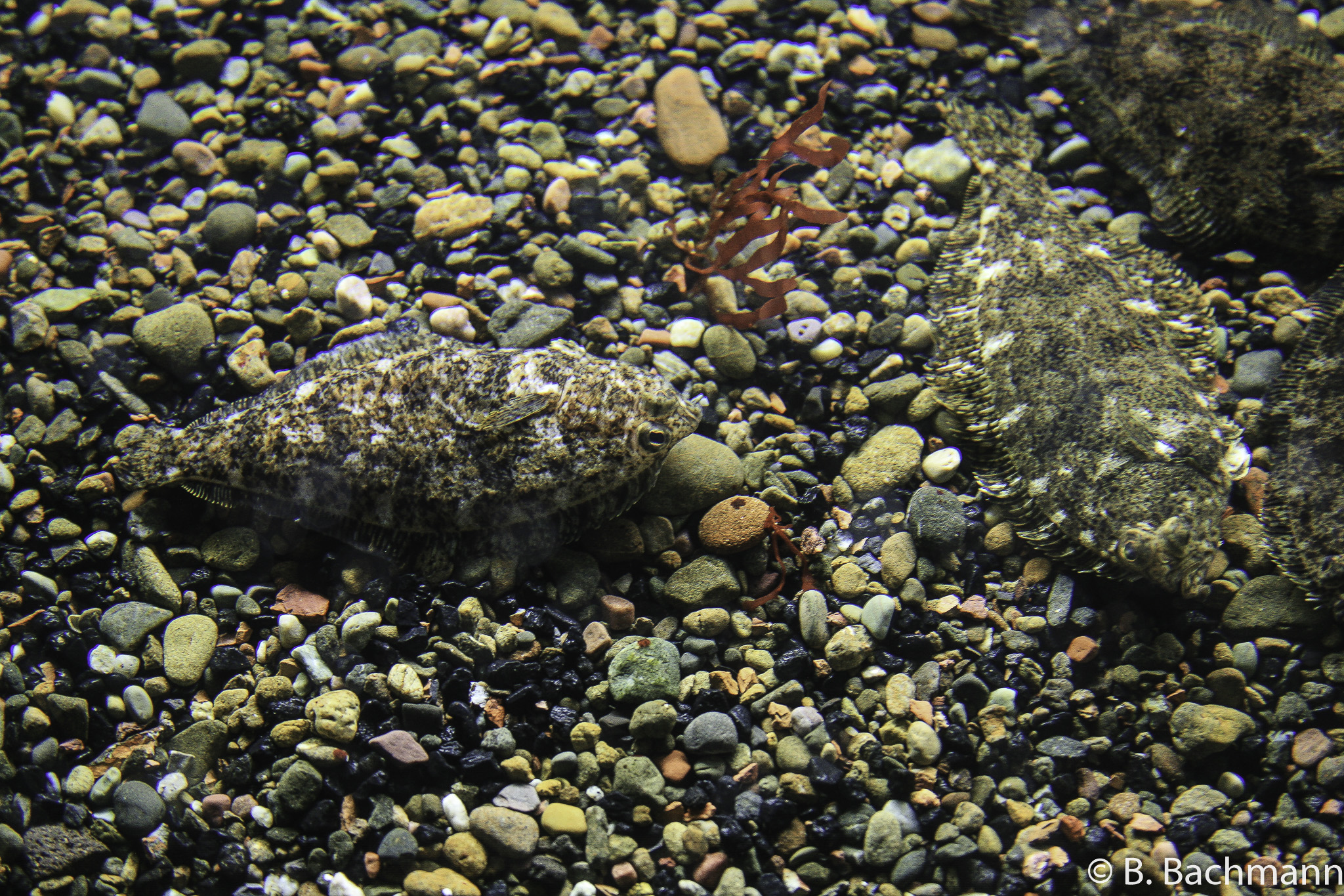 Aquarium-Monterey_0023.jpg