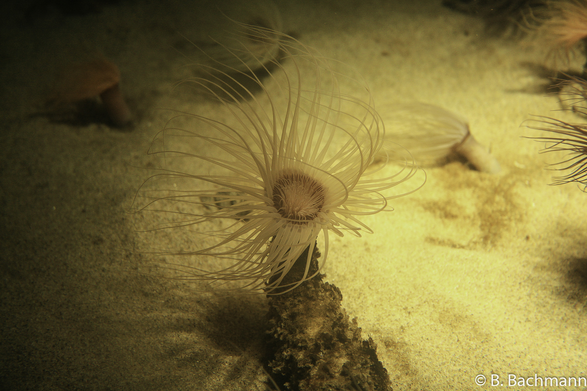 Aquarium-Monterey_0025.jpg