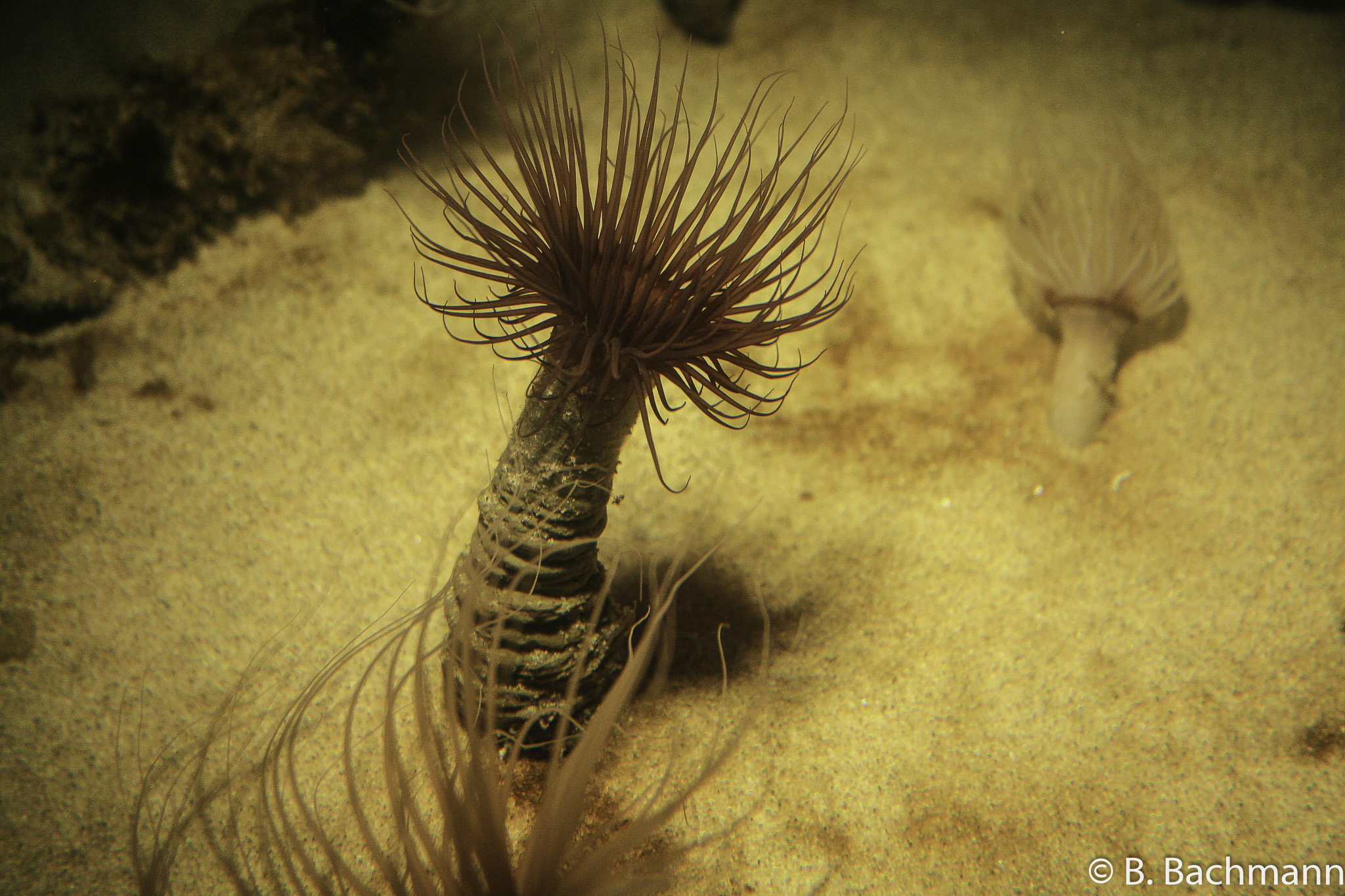 Aquarium-Monterey_0028.jpg