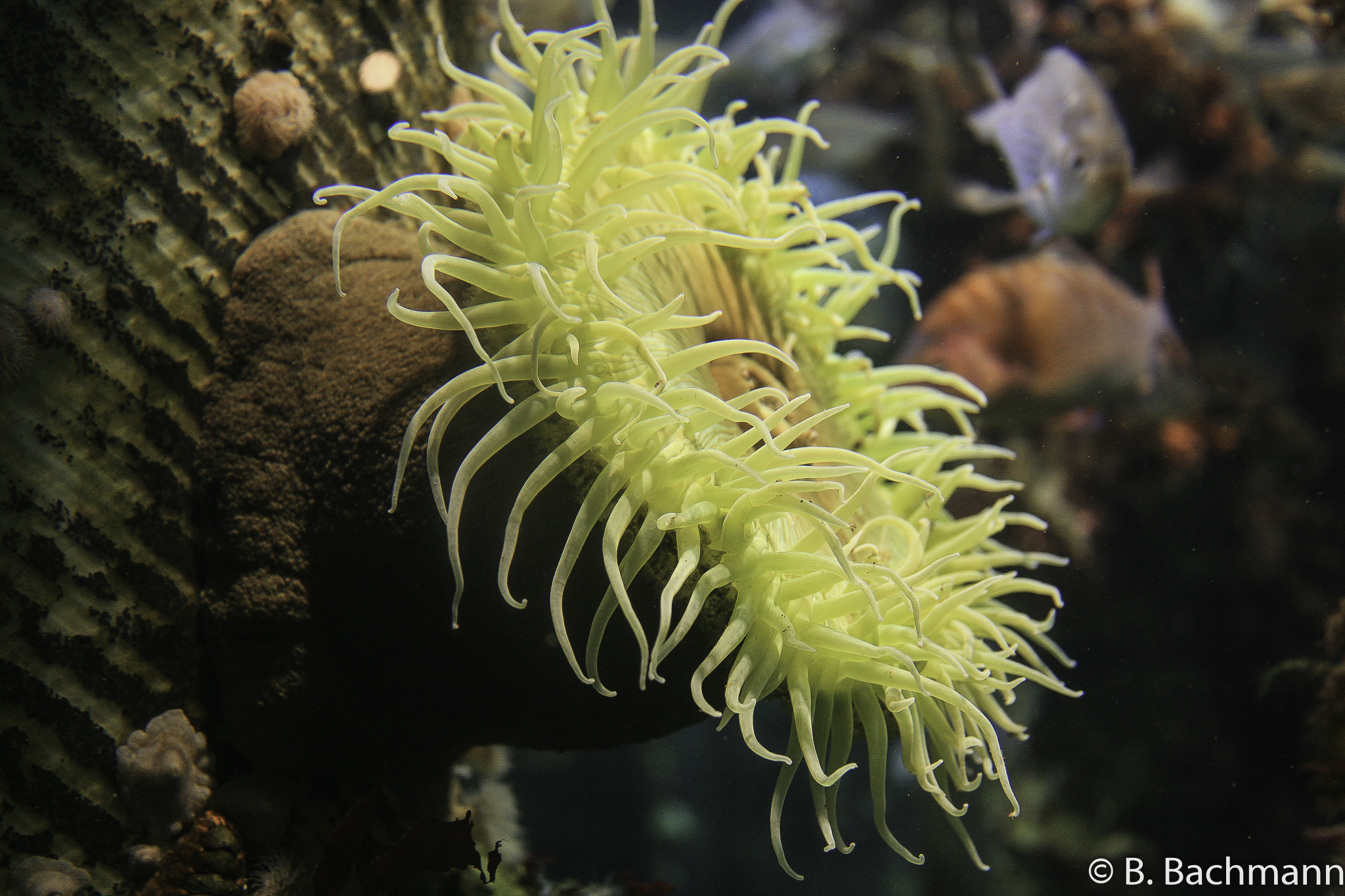 Aquarium-Monterey_0029.jpg