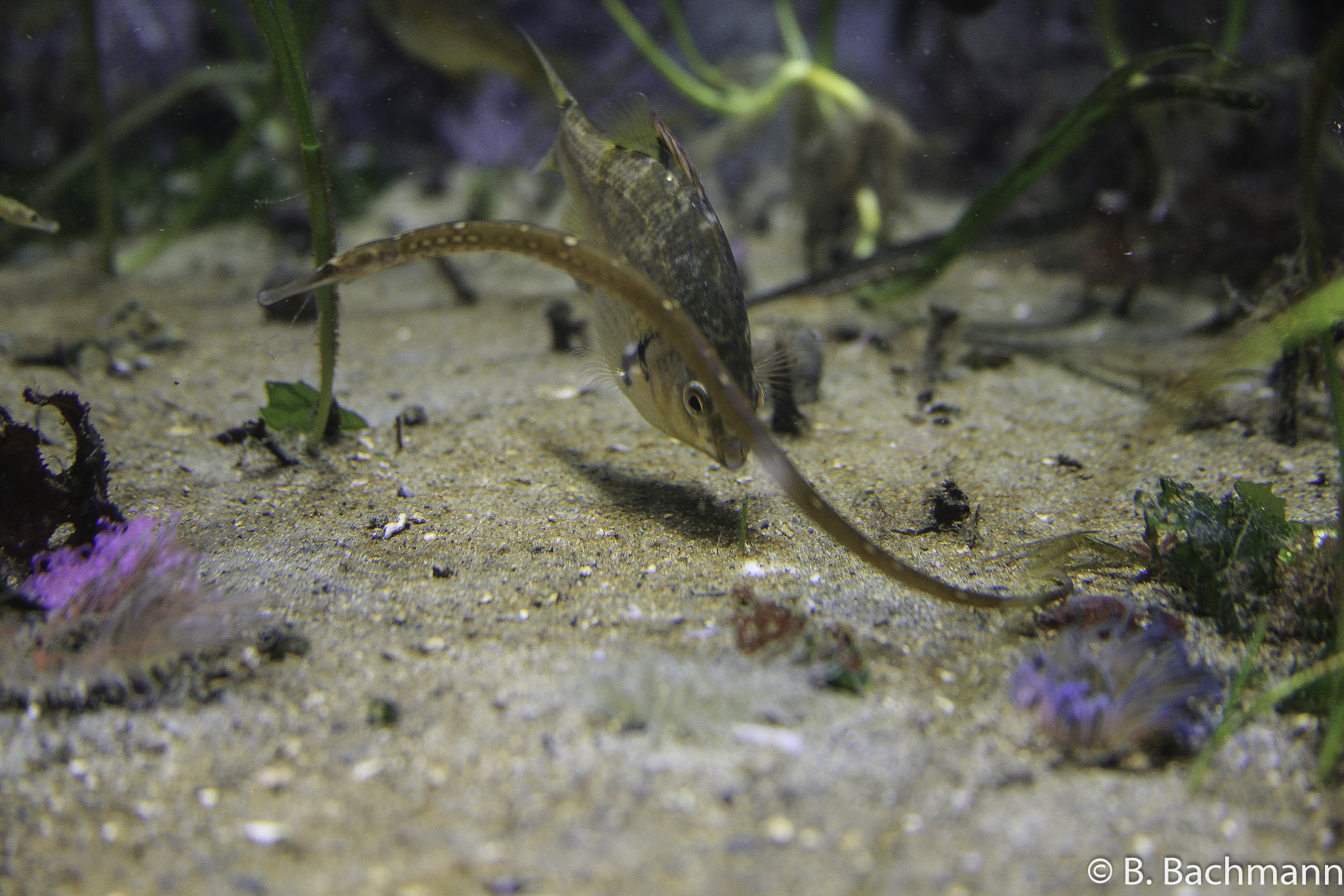 Aquarium-Monterey_0030.jpg