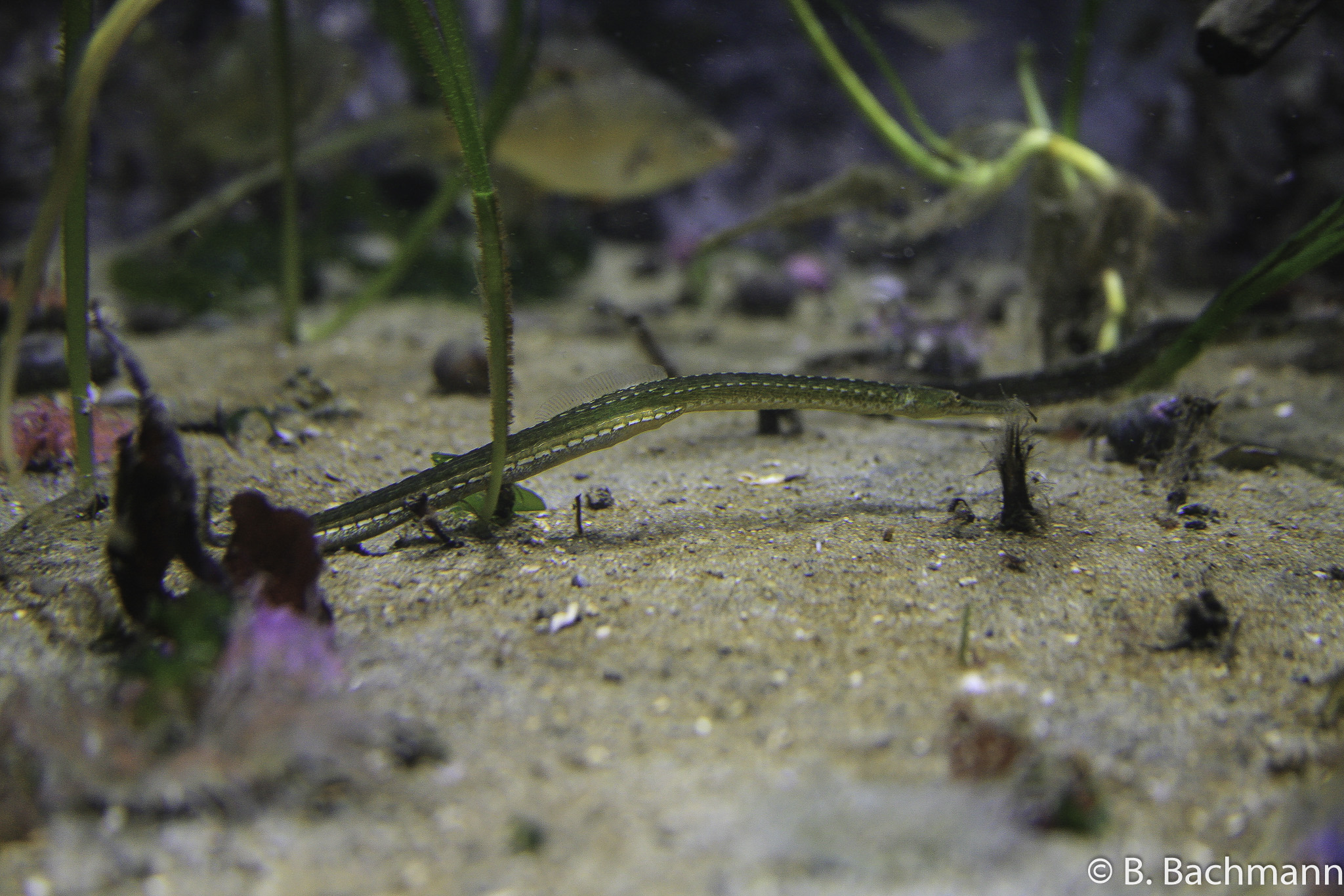 Aquarium-Monterey_0031.jpg