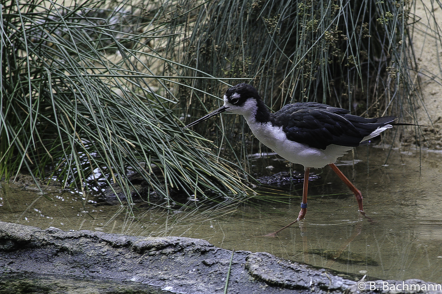 Aquarium-Monterey_0032.jpg