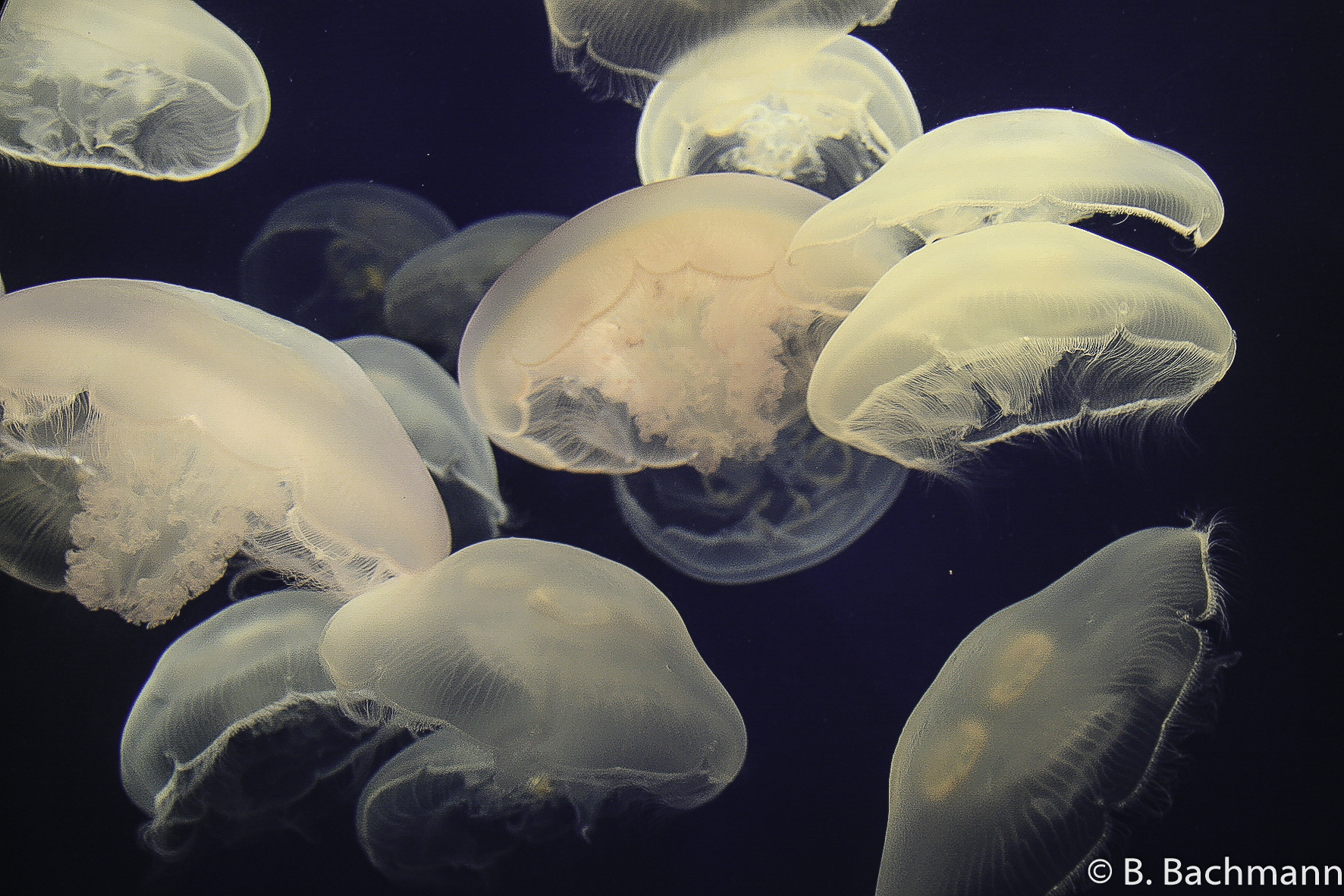 Jellyfish_0004.jpg