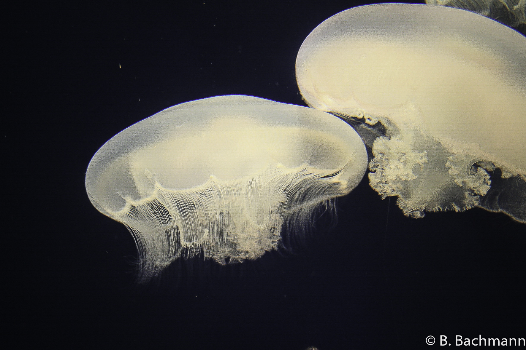 Jellyfish_0005.jpg