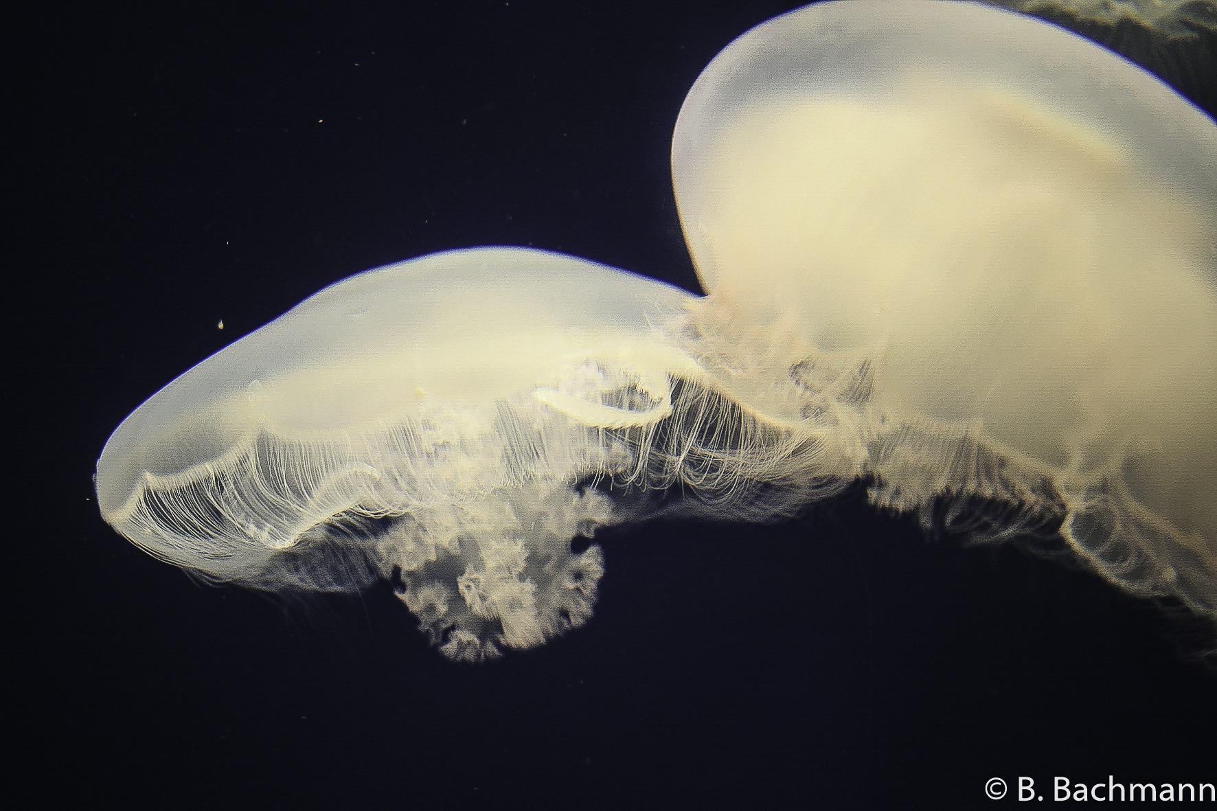 Jellyfish_0006.jpg