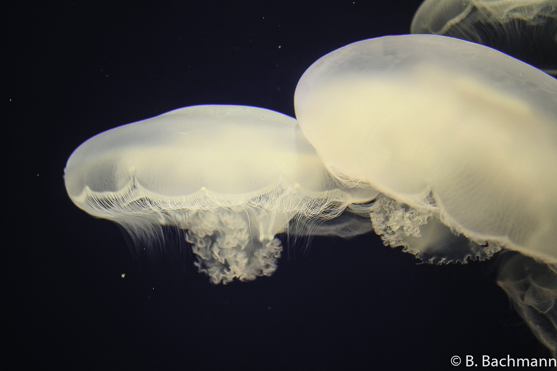 Jellyfish_0007.jpg