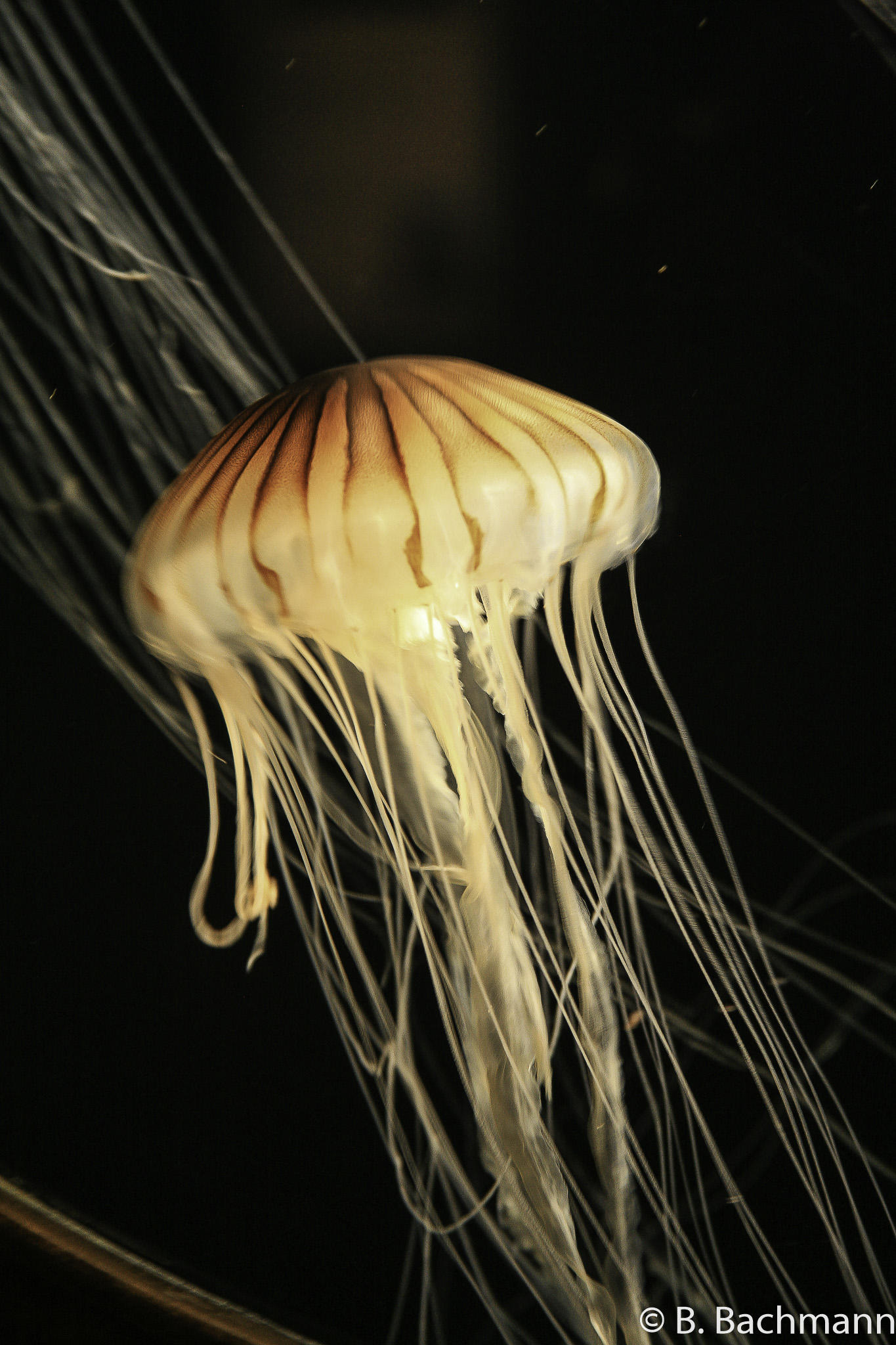 Jellyfish_0009.jpg